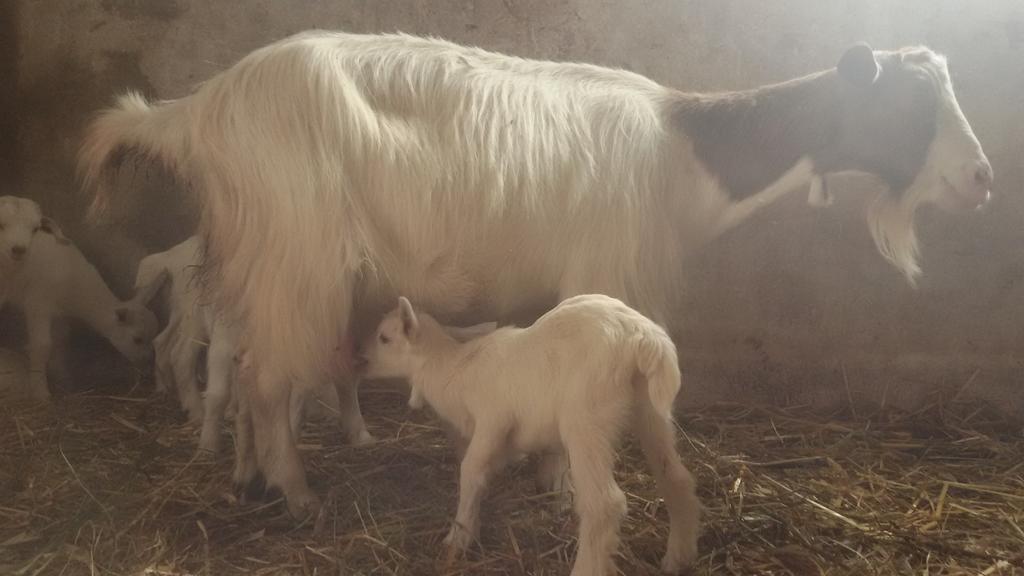 Su Solianu Farm stay Bari Sardo